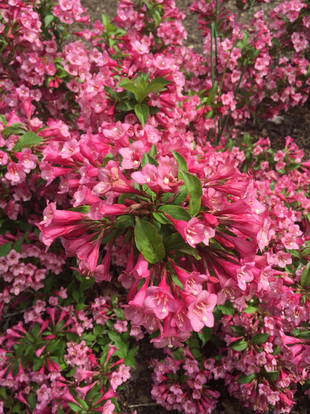 Weigela florida 'Rumba'